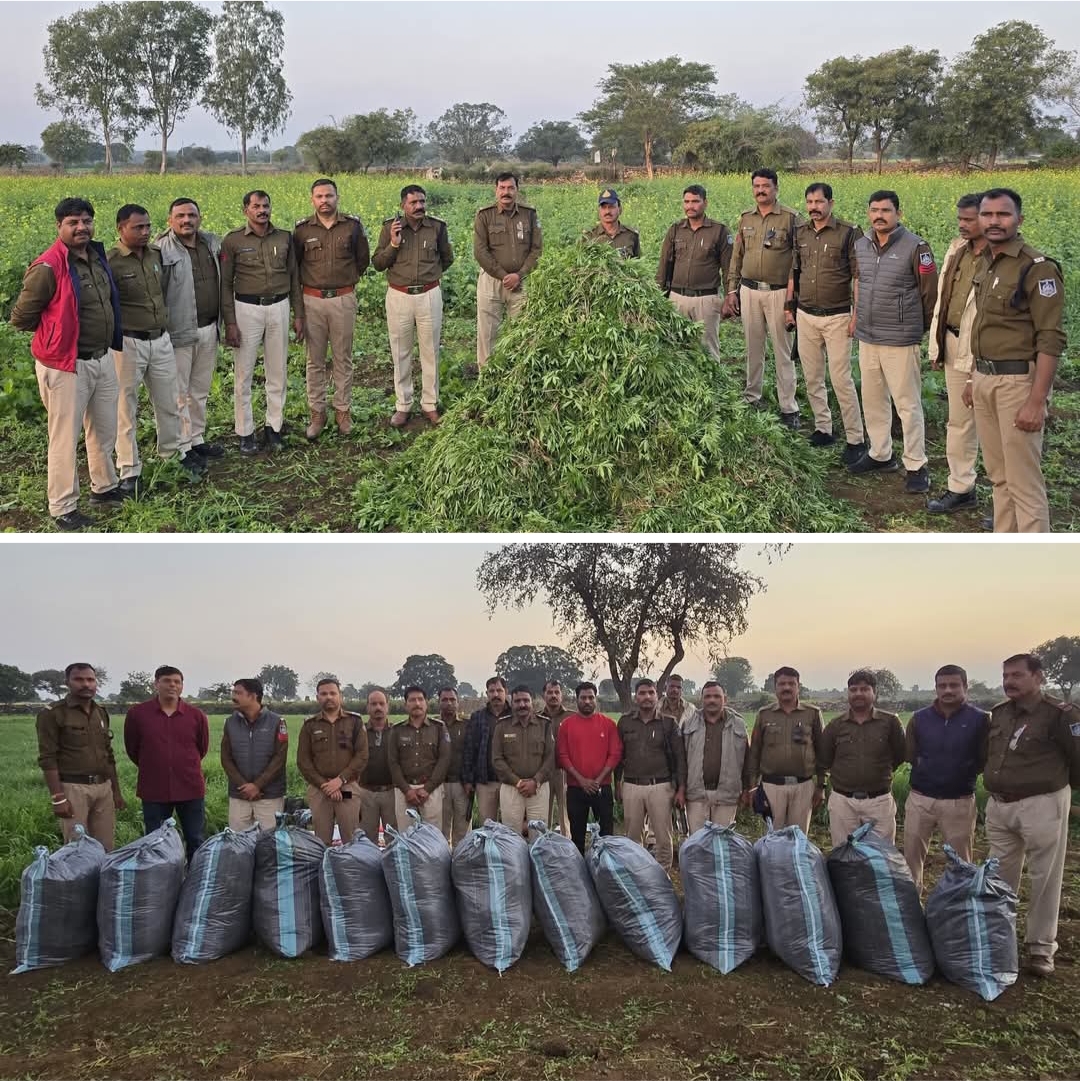 #नीमच I अवैध मादक पदार्थ के धरपकड़ अभियान में, अतिरिक्त पुलिस अधीक्षक नवल सिंह सिसौदिया के नेतृत्व में थाना कुकडेश्वर की टीम को 03.25 क्विंटल अवेध मादक पदार्थ गांजे के करीबन 15 हजार छोटे बडे हरे पोधे जप्त करने में सफलता मिली है।